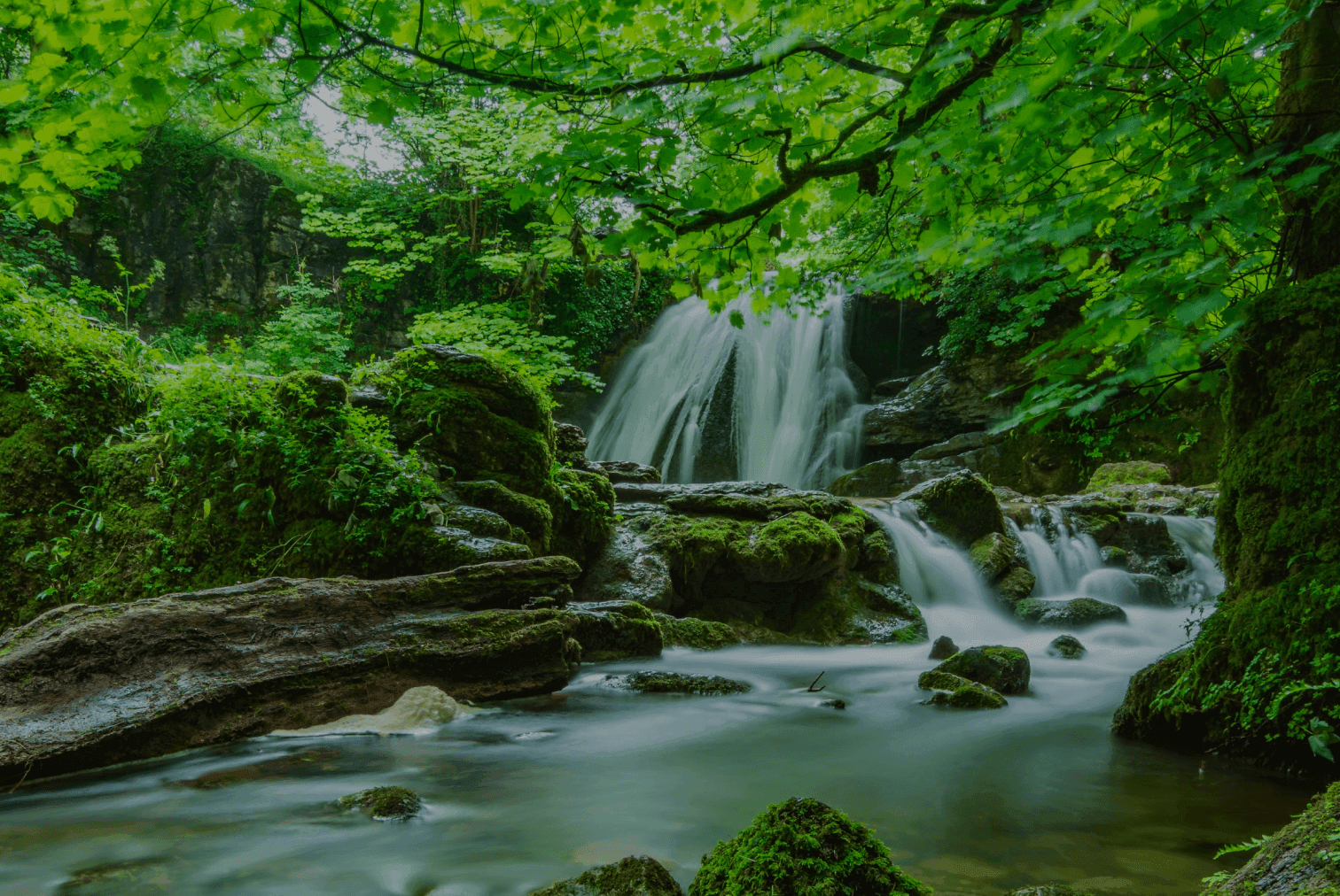 forest and nature background